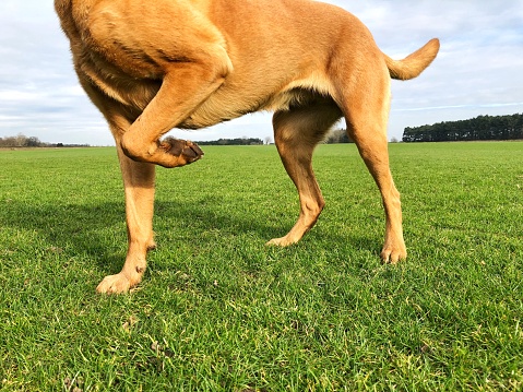 hygroma dog elbow treatment