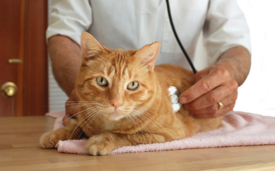 Lung Fluke Infections in Cats