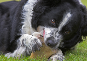 how to stop toy aggression between dogs