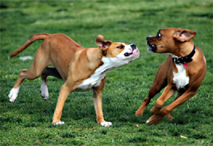 how to stop toy aggression between dogs