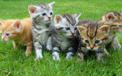 Patent Ductus Arteriosus in Cats