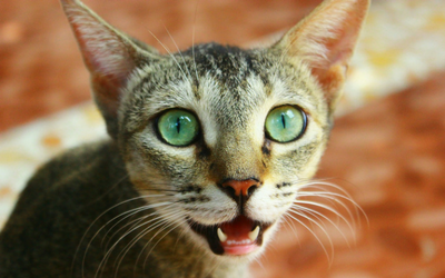 Feline Alveolar Osteitis | VCA Animal Hospital