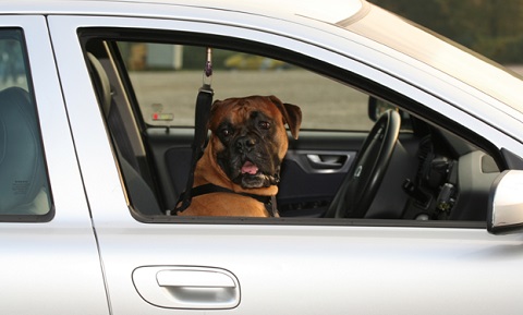 Dog Behavior and Training - Traveling - Air and Car Travel