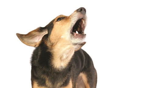 Teaching Your Dog to Stop Barking on Command