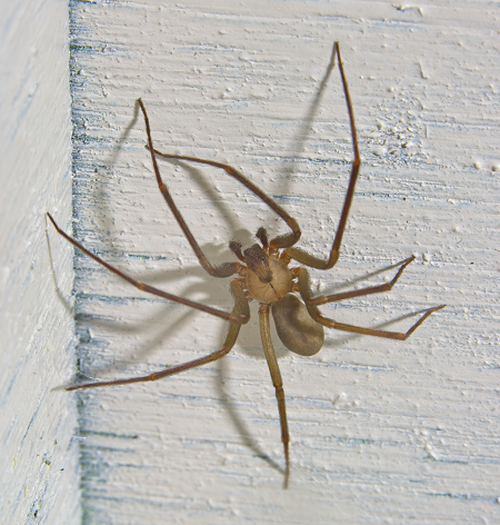 are brown recluse spiders poisonous to dogs