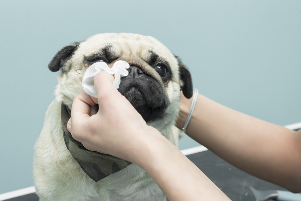 should you pop a dogs pimple