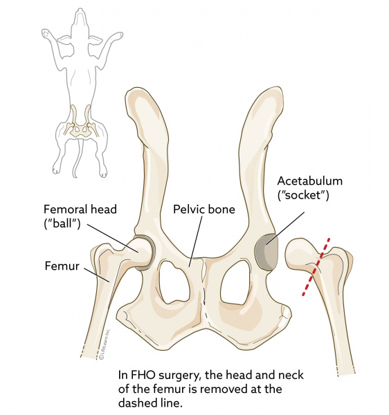 femur of a dog