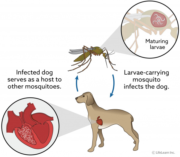 heartworm pill for puppies