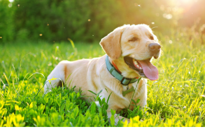 Heartworm Disease in Dogs - Treatment