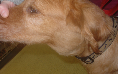 Lymphoma In Dogs Vca Animal Hospital Lymphoma In Dogs Vca Animal Hospital
