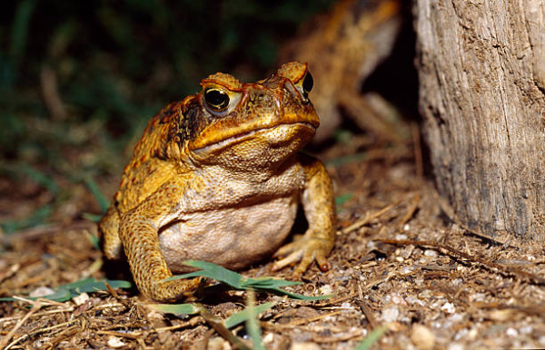 what happens if a dog bites a toad