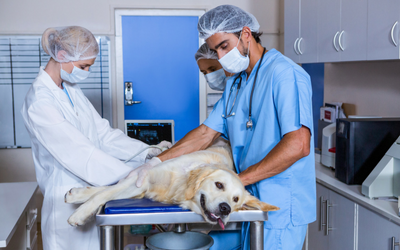 can aspirin cause kidney failure in dogs