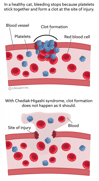 Chediak-Higashi Syndrome in Cats | VCA Animal Hospital