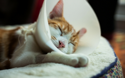 Surgical Discharge Instructions for Cats