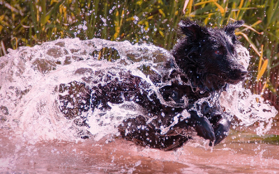 dog_in_water