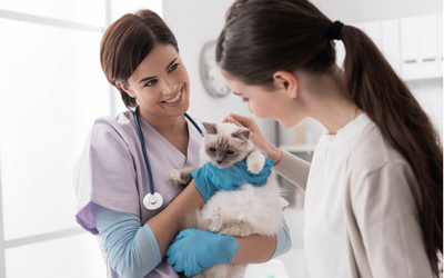 Electrocardiogram in Cats