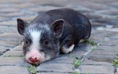 Veterinary Care for Mini-Pigs