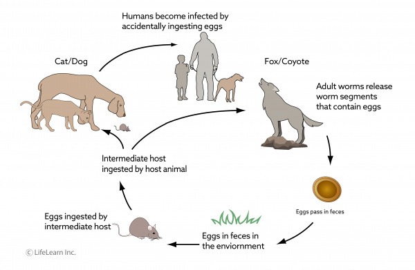 are worms in dogs contagious to cats