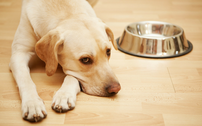 Blah, Blah, and More Blah! Bland Diet Instructions for Dogs and Cats