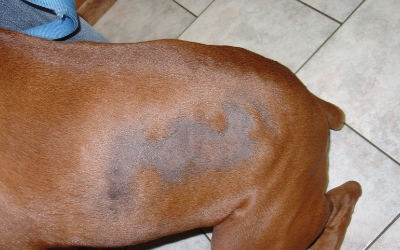 Top 10+ why is my dog getting bald spots 2 Seasonal Flank Alopecia | VCA Animal Hospital