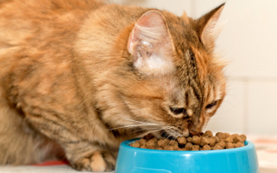 feeding liver to cats