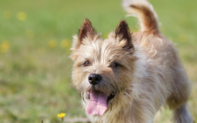 Polycystic Kidney Disease in Dogs