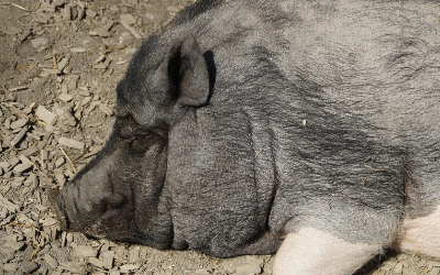 Skin, Hoof, and Dental Care for Your Mini-Pig
