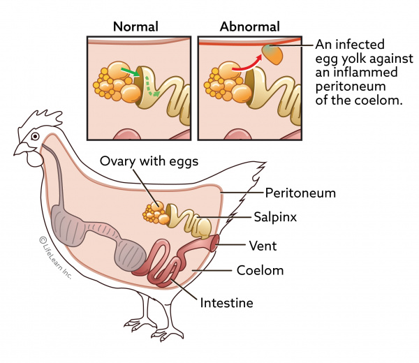 Egg Yolk Peritonitis in Backyard Chickens VCA Animal Hospital