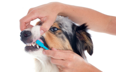 Dental Pain in Dogs