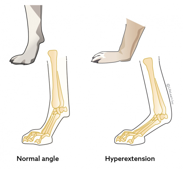 Carpal Hyperextension In Dogs VCA Animal Hospital carpal-hyperextension-in-dogs-vca-animal-hospital