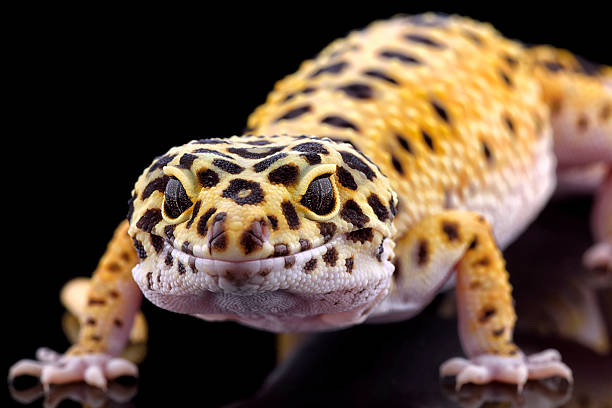 Leopard Geckos: Care and Feeding