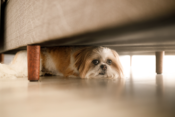 medicine to give dogs for anxiety