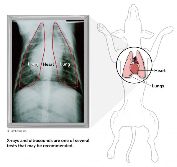 how is lung disease in dogs treated