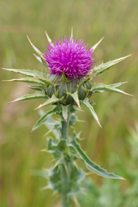milk_thistle1 milk_thistle1