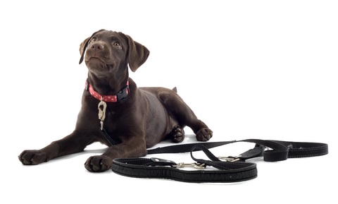 Puppy Behavior and Training - Handling and Food Bowl Exercises
