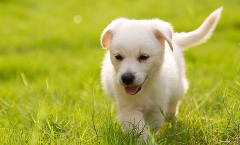 Training Your Puppy to Come, Wait, and Follow