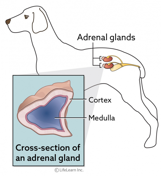 adrenal cortex adrenal medulla adrenal cortex adrenal medulla