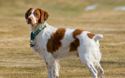 Fibrosarcomas in Dogs