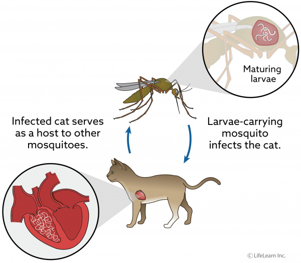 cat-heartworm_updated-01