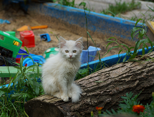 White cat sitting in front of a sandbox