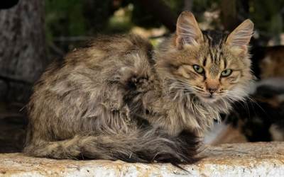Hypocalcemia (Low Calcium Levels) in Cats