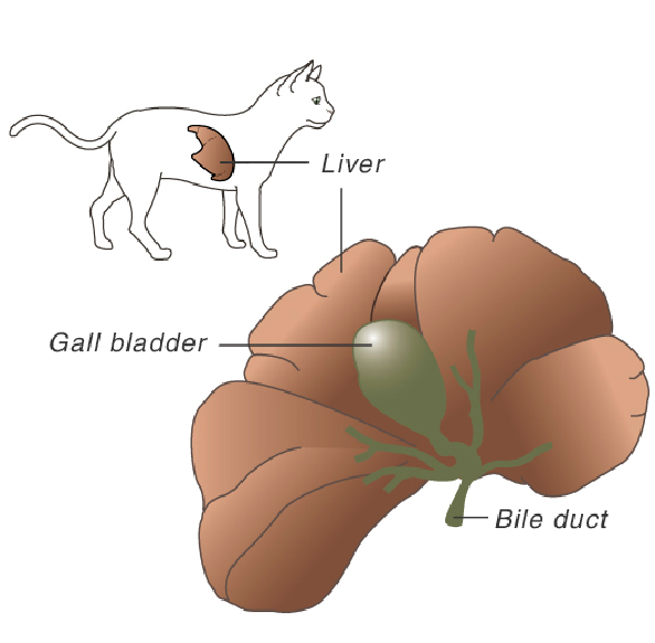 is jaundice in dogs fatal