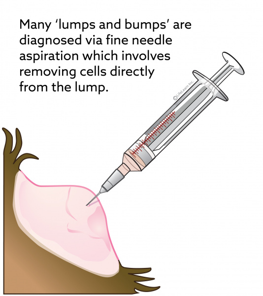 Fine Needle Aspiration (FNA) VCA Animal Hospital