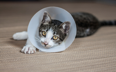 Care of Open Wounds in Cats