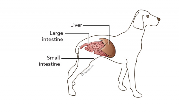 can liver cancer in dogs be cured