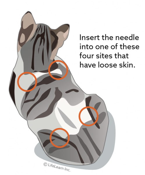 feline subcutaneous fluids
