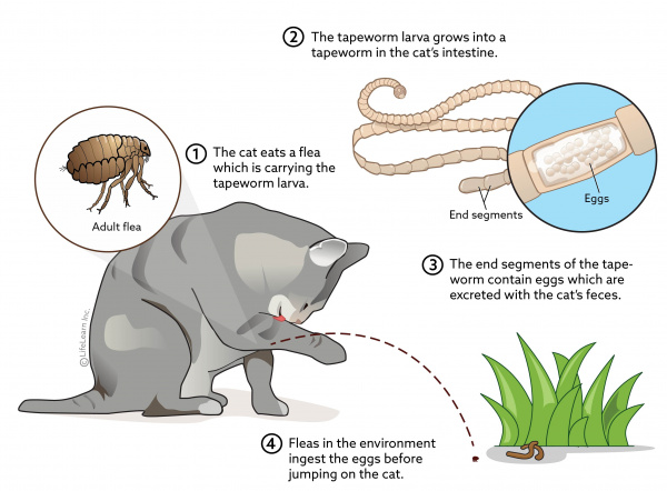HOW TO GET RID OF TAPEWORM IN CATS