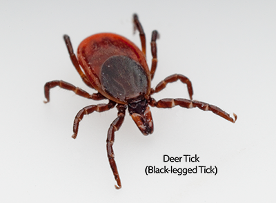 can a dog die from tick bite fever