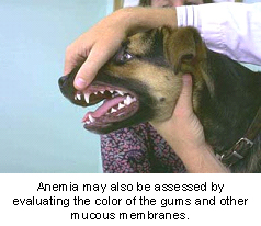 how do they test for anemia in dogs
