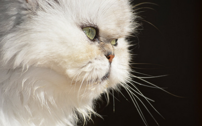 Brachycephalic Airway Syndrome in Cats